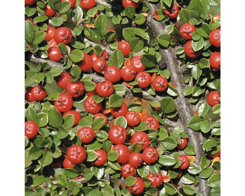 Zweig der Kriechmispel mit grünen Blättern und roten Beeren