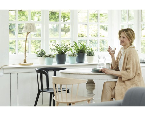 Helle Raumszene mit Zimmerpflanzen in Töpfen auf einer Fensterbank, Tisch und Lampe