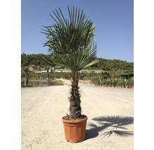Hanfpalme FloraSelf Trachycarpus fortunei Stammhöhe 30-40 cm Gesamthöhe 110-120 cm Ø 34 cm Topf Topfgedrückt-thumb-2