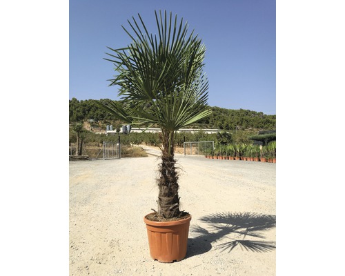 Trachycarpus fortunei (palmier chanvre, palmier moulin à vent) specimen 45l  multi troncs- total 140/160cm