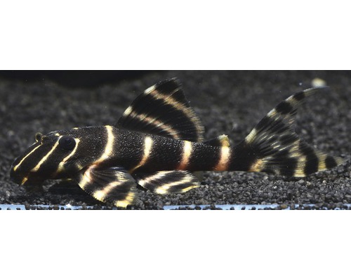 Zebra-Harnischwels im Aquarium