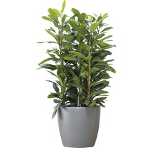 Cache-pot elho Brussels en plastique Ø 40 h 35 cm anthracite avec roulettes
