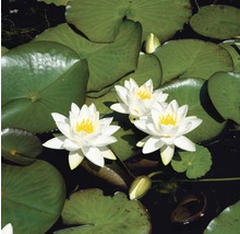 Seerose FloraSelf Nymphaea tetragona H 10-30 cm weiß