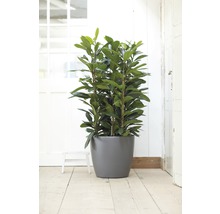Cache-pot elho Brussels en plastique Ø 35 h 32 cm anthracite avec roulettes