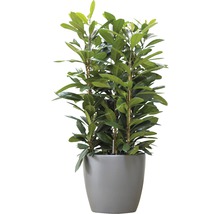 Cache-pot elho Brussels en plastique Ø 35 h 32 cm anthracite avec roulettes