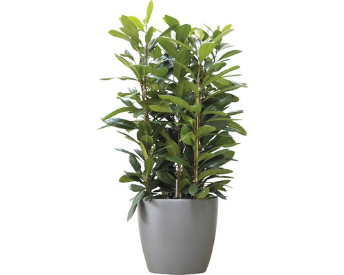 Laurier dans un pot comme plante d''intérieur