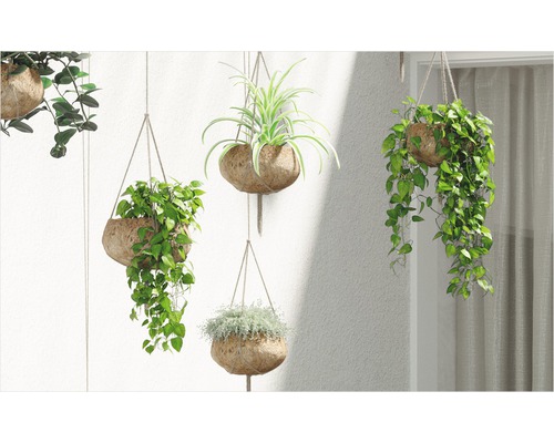Plantes suspendues décoratives dans des coquilles de noix de coco sur un mur