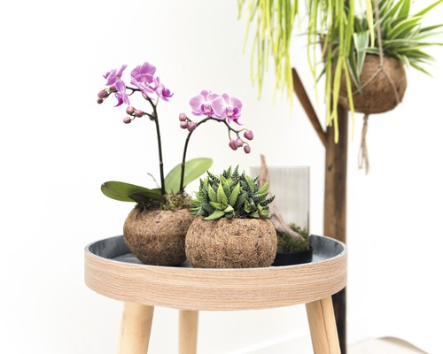 Arrangements décoratifs de plantes avec des orchidées et des plantes grasses sur une table d''appoint