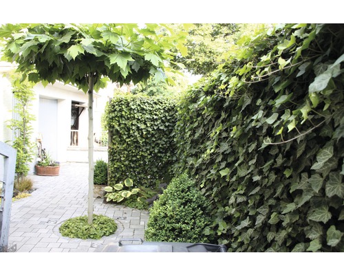 Hof mit Pflastersteinen, Baum und Efeuhecke
