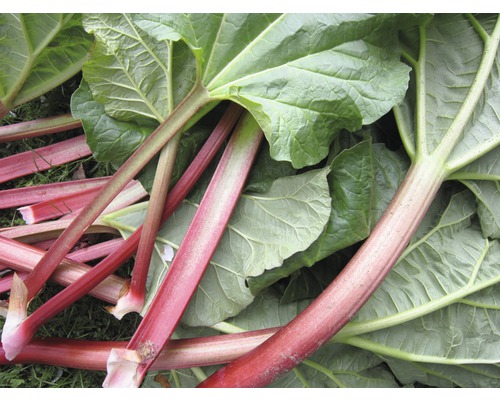 Tiges et feuilles de rhubarbe