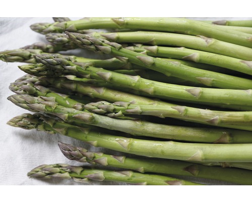 Une botte d''asperges vertes