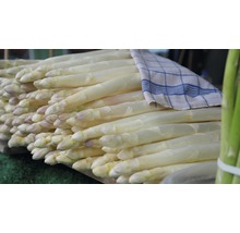 Paquet d''asperges blanches avec torchon