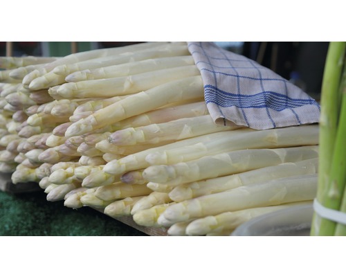 Paquet d''asperges blanches avec torchon