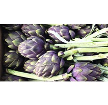 Gros plan d''artichauts avec tige