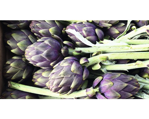 Gros plan d''artichauts avec tige