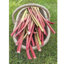 Rhizome de rhubarbe 'Holsteiner' 1 pièce