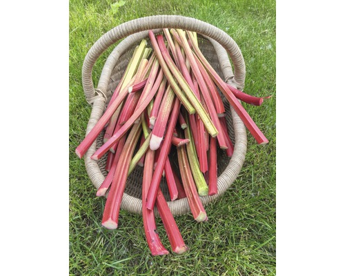 Panier rempli de tiges de rhubarbe sur une pelouse