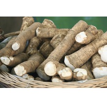 Racines de raifort dans un panier