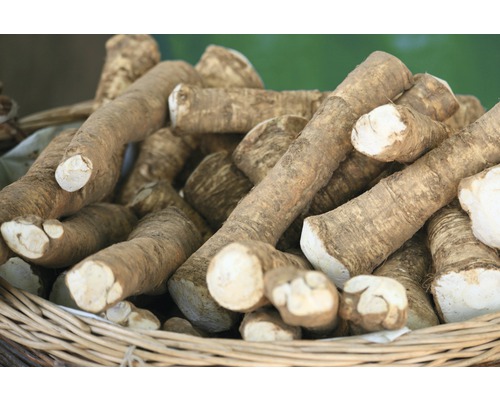 Racines de raifort dans un panier