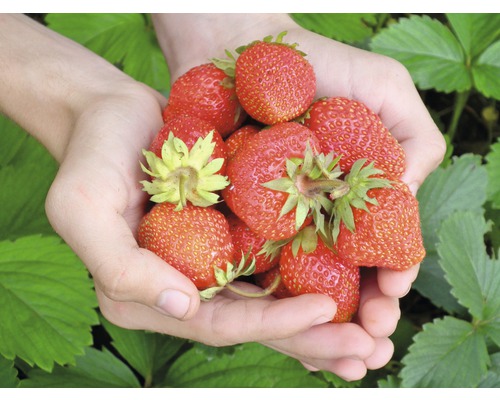 Hände halten Erdbeeren