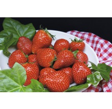 Schale mit frischen Erdbeeren und Efeublättern