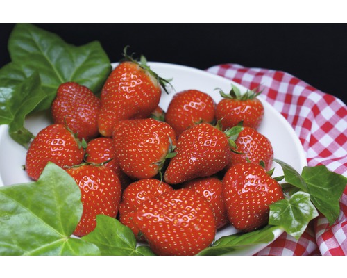 Schale mit frischen Erdbeeren und Efeublättern