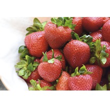 Nahaufnahme von frischen Erdbeeren