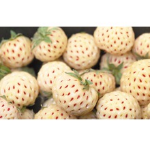 Rhizome fraise 'Pineberry' 2 pièces