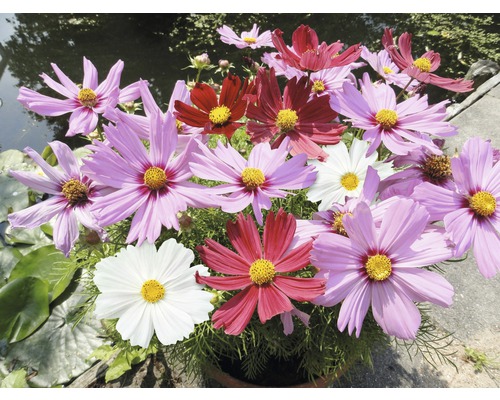 Bouquet de cosmos dans le jardin