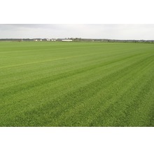 Champ vert avec herbe coupée à l''extérieur