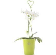 Clip pour orchidées Fleury papillon vert-thumb-1