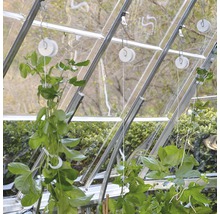 Innenansicht eines Gewächshauses mit Pflanzenstützen