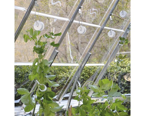 Rankhilfe-Set RION für Gewächshaus 6 Spulen mit je 25 m Band Innenansicht eines Gewächshauses mit Pflanzenstützen