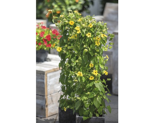 Suzanne aux yeux noirs jaune en pyramide FloraSelf Thunbergia alata hauteur totale env. 90 cm pot Ø 19 cm