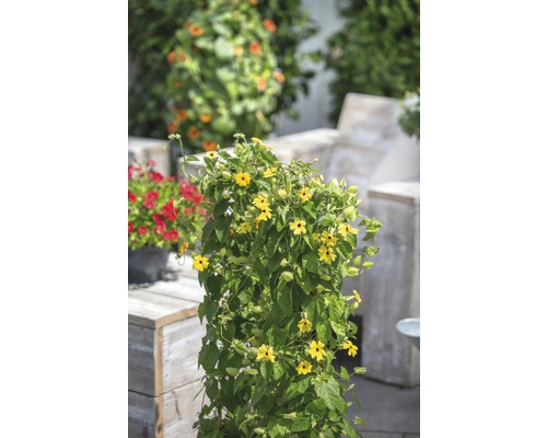 Plante Suzanne aux yeux noirs jaune dans le jardin