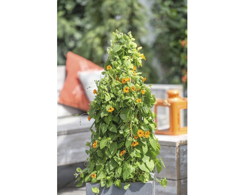 Suzanne aux yeux noirs orange en pyramide FloraSelf Thunbergia alata hauteur totale env. 90 cm pot Ø 19 cm