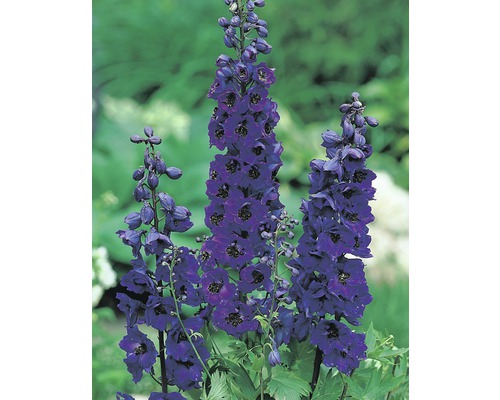Pied d'alouette FloraSelf Delphinium-Cultivars 'Black Knight' h 5-20 cm Co 0,5 l Trois épis de fleurs de dauphinelle dans le jardin