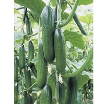 Concombres poussant sur une plante