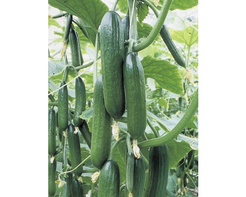 Concombres poussant sur une plante