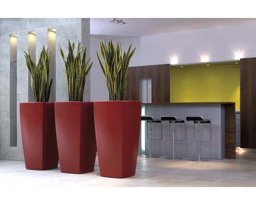 Scène avec trois hauts bacs à plantes droits avec des plantations