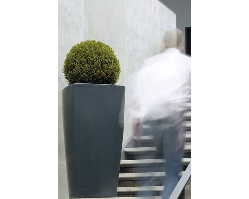 Haut bac à plantes foncé avec plante ronde