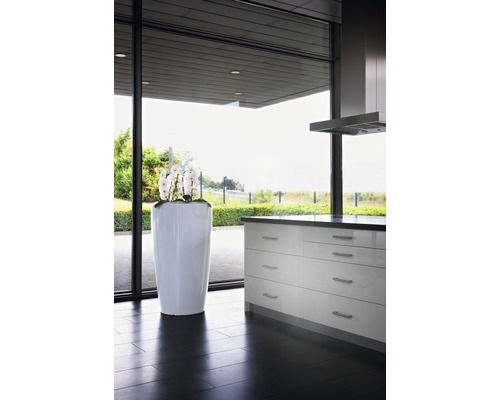 Pièce lumineuse avec kitchenette, hotte aspirante et plante en pot avec des orchidées