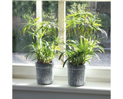 Deux plants de papyrus dans des pots décorés de lettres sur un rebord de fenêtre.