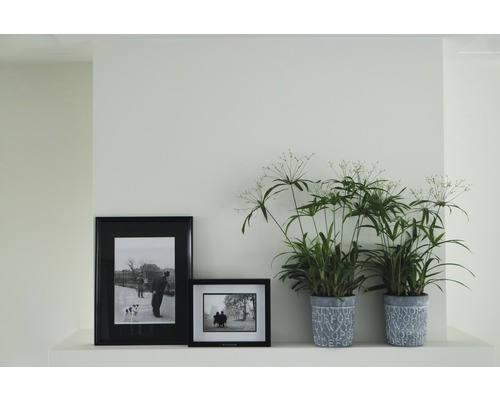 Plantes d''intérieur décoratives et photos encadrées sur une étagère