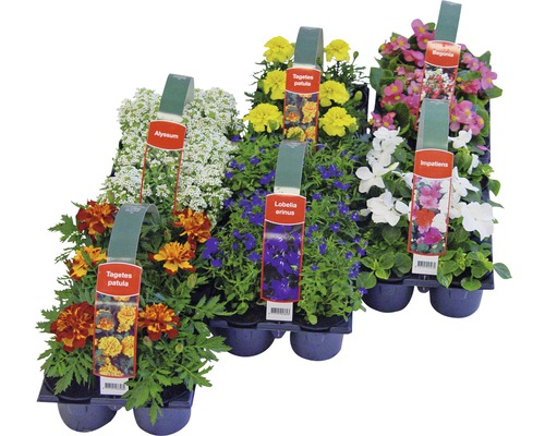 Différentes fleurs d''été dans une plaque de culture.