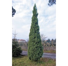 Mittelmeer-Zypresse 'Pyramidalis' FloraSelf Cupressus sempervirens 'Pyramidalis' H 175-200 Co 25 L-thumb-1