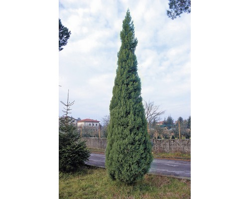 Italienische Zypresse im Garten