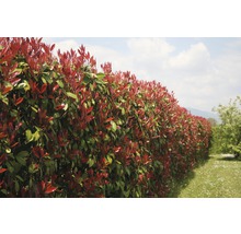 23 x photinies FloraSelf Photinia fraseri 'Red Robin' h 80-100 cm Co 10 l pour une haie d'environ 9 m-thumb-2