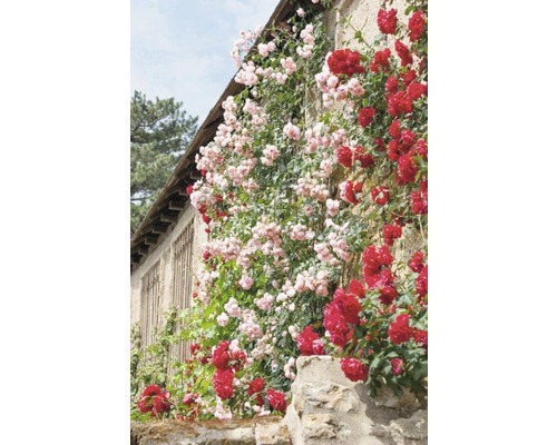 Hauswand mit Kletterrosen