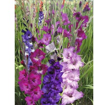 Bulbes de glaïeuls FloraSelf 'Purple Blend' 25 pièces-thumb-2